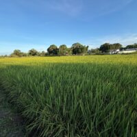 Rice Farm Trial